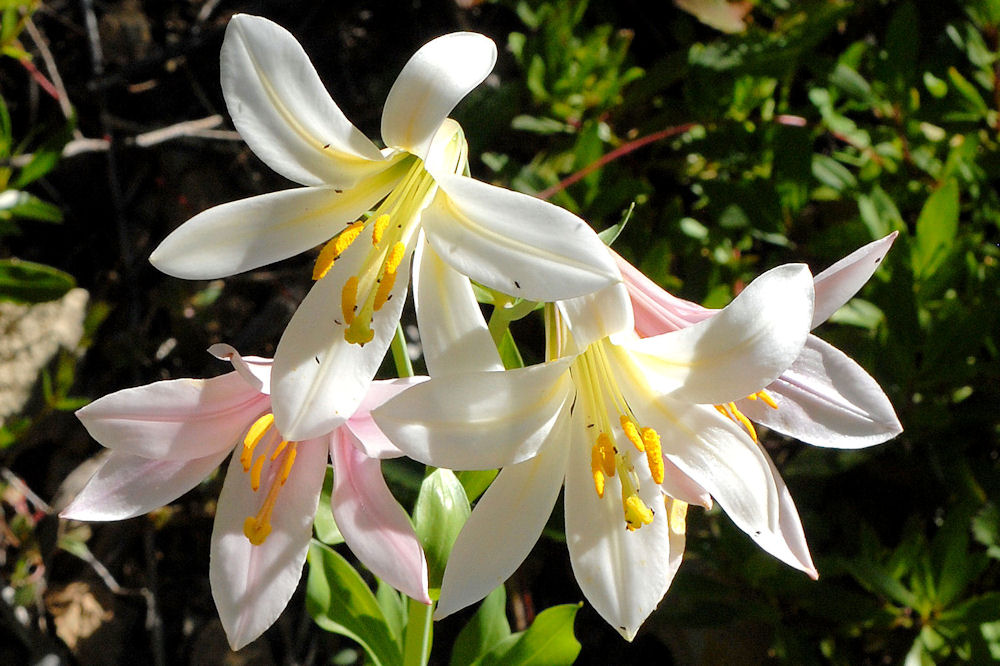 Washington Lily 