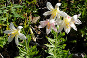 Lily, Washington