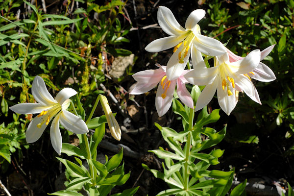 Washington Lily