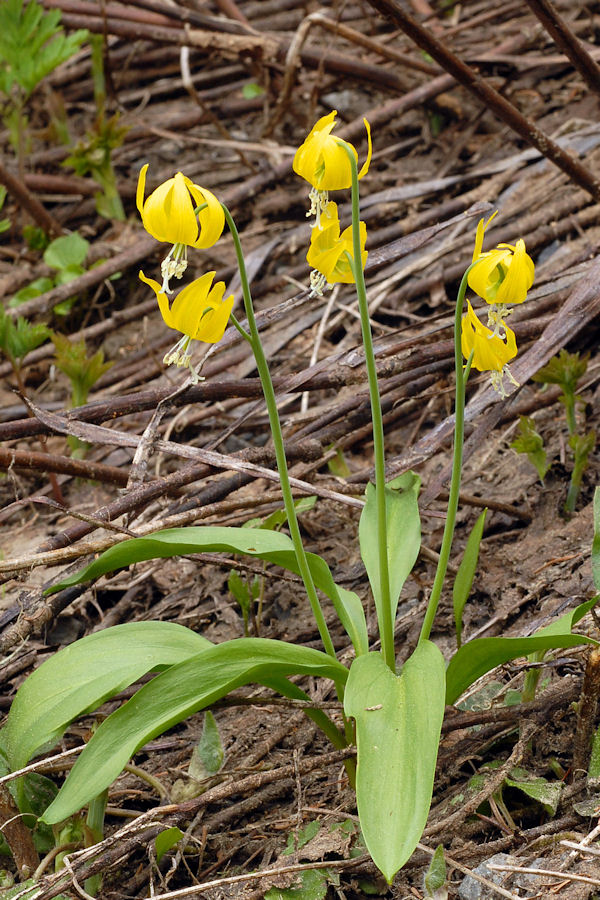 Yellow Glacier Lily