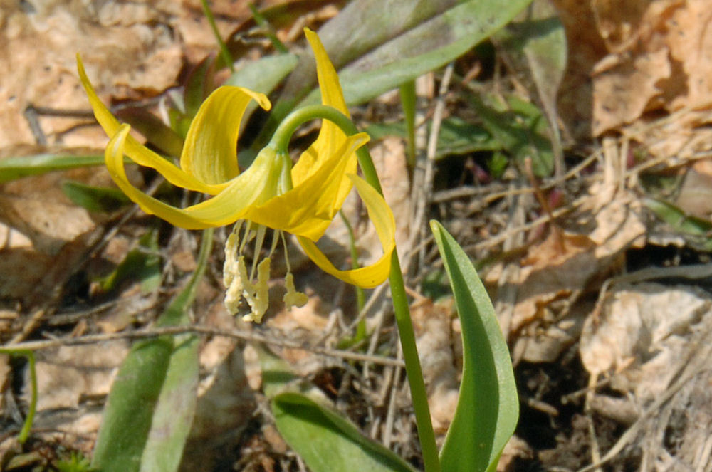 Yellow Glacier Lily