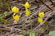 Lily, Yellow Glacier