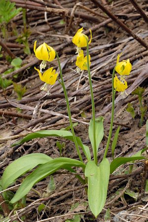 Yellow Glacier Lily