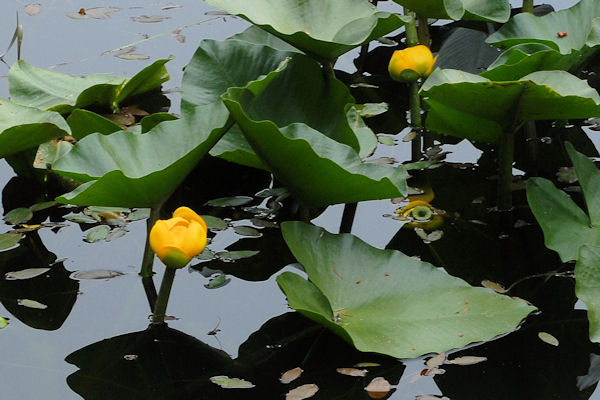 Yellow Pond Lily