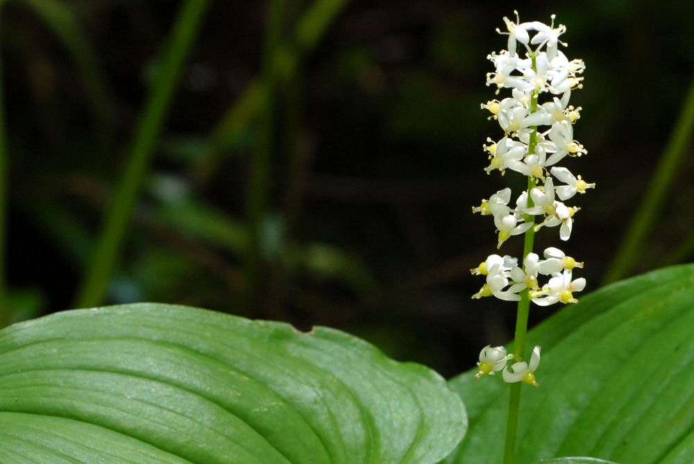 False Lily of the Valley 