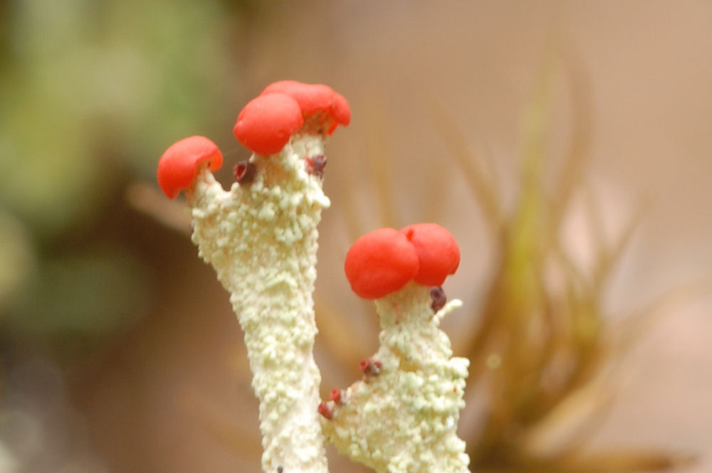 Lipstick Powderhorn