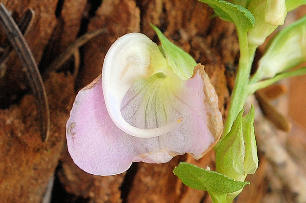 Sickletop Lousewort