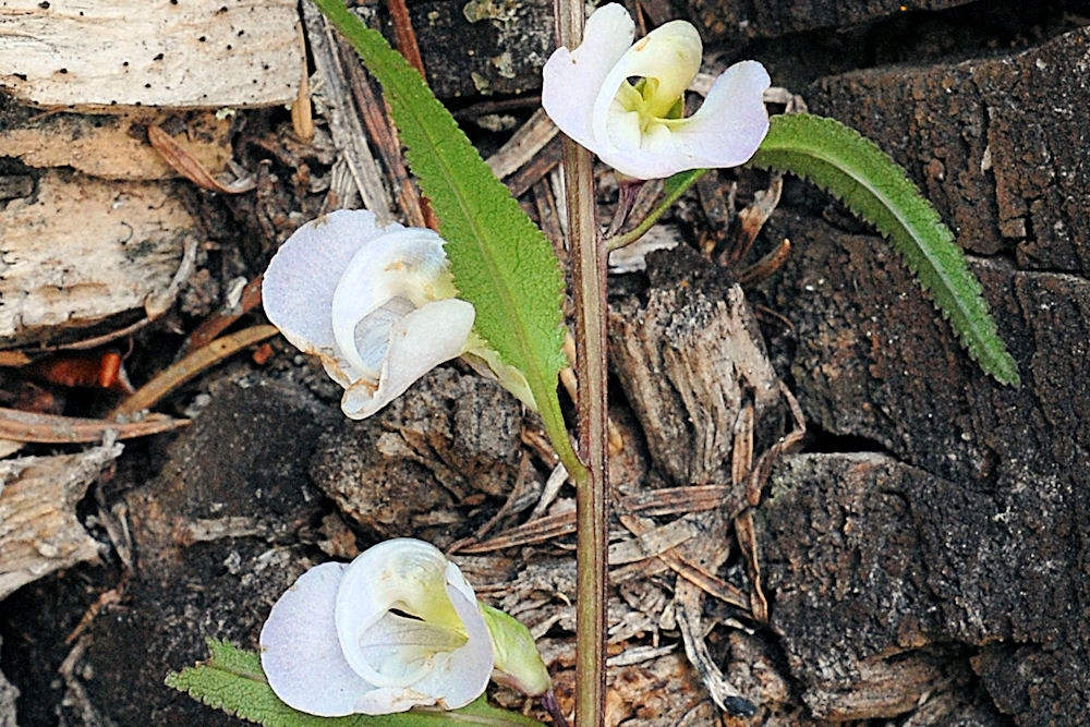 Sickletop Lousewort