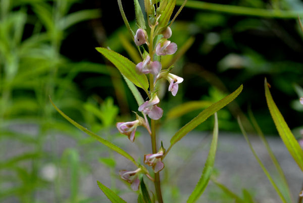 Sickletop Lousewort