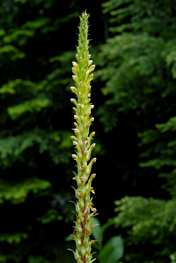 Towering Lousewort
