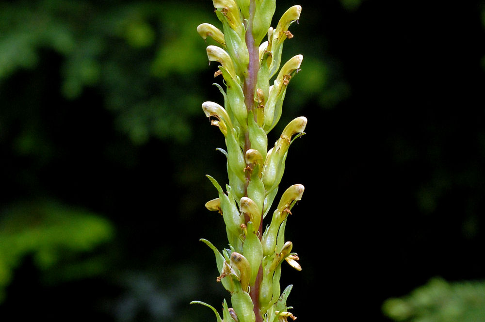 Towering Lousewort