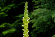 Lousewort, Towering