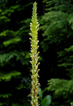 Towering Lousewort