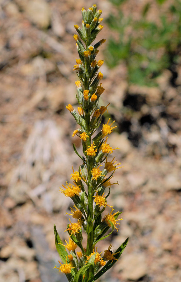 Tongue Leaved Luina 