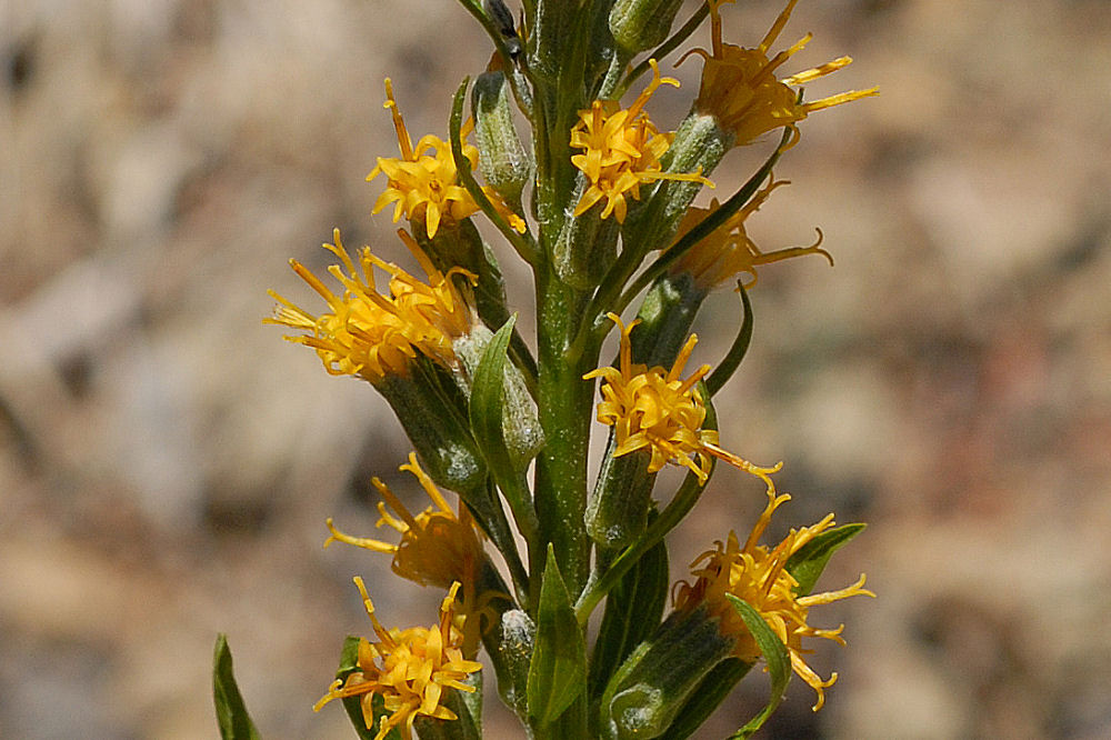 Tongue Leaved Luina 