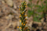 Luina, Tongue Leaved