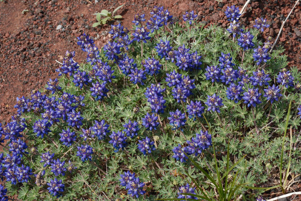 Dwarf Lupine