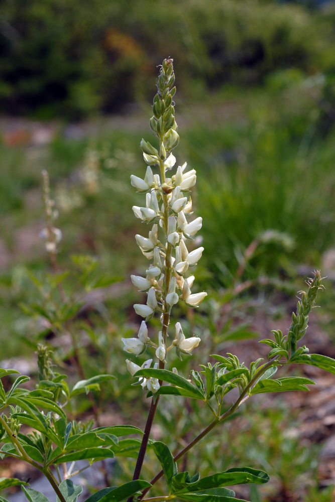 Sickle Keeled Lupine 