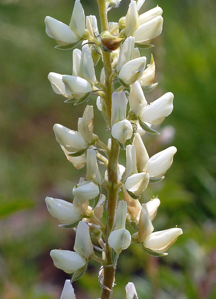 Sickle Keeled Lupine 