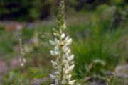 Lupine, Sickle Keeled