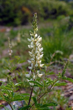 Sickle Keeled Lupine