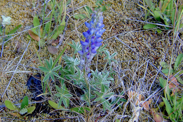 Silvery Lupine