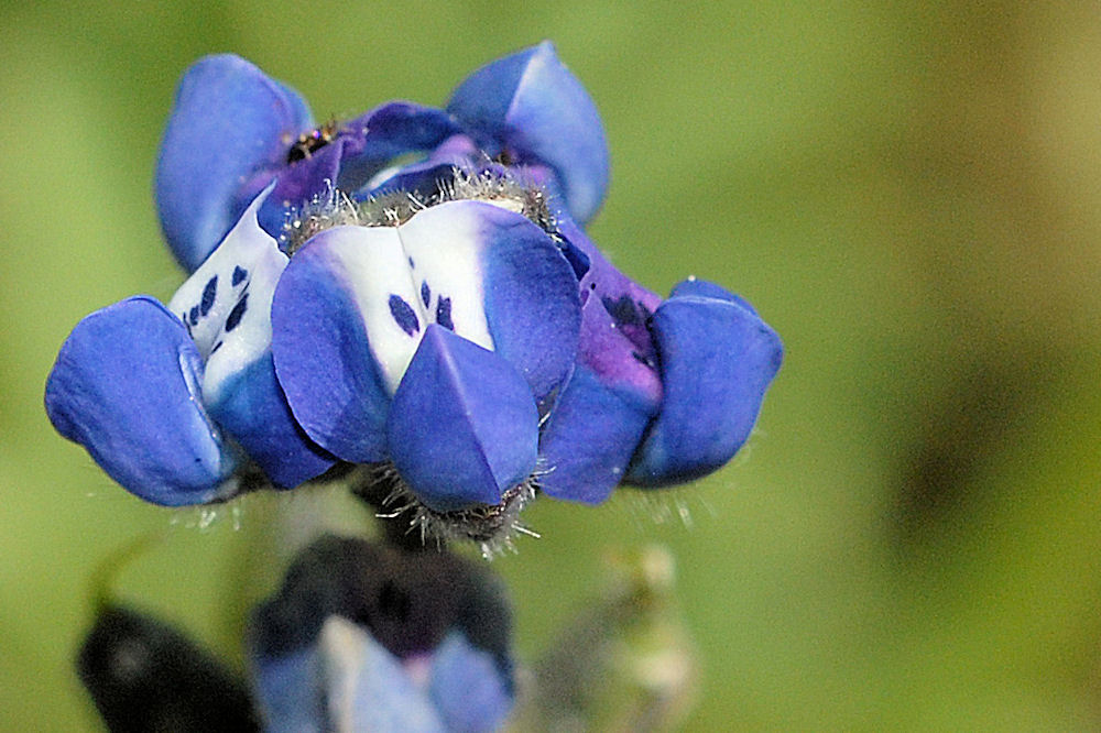 Small Flowered Lupine