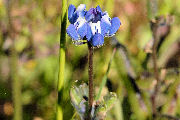 Lupine, Small Flowered