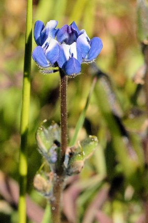 Small Flowered Lupine