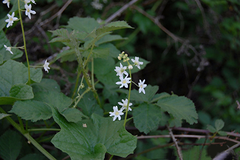 Coast Manroot - Wildflowers Found in Oregon