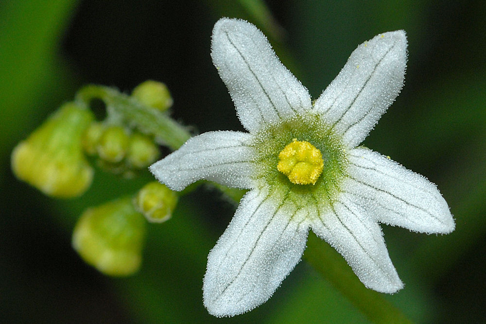  Coast Manroot - Wildflowers Found in Oregon