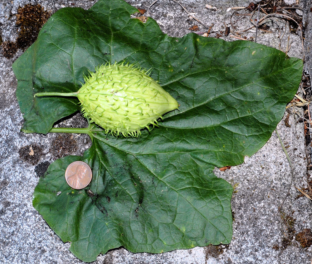 Coast Manroot Fruit- Wildflowers Found in Oregon