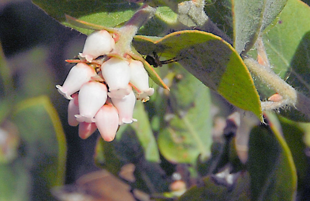 Hairy Manzanita 