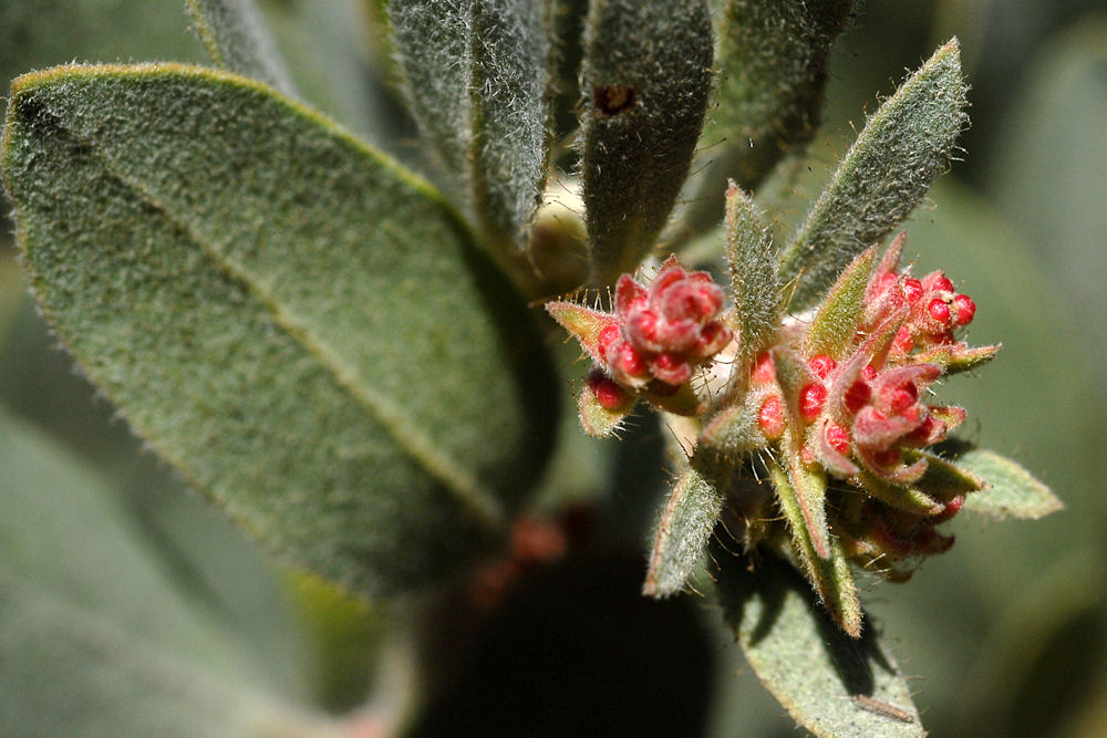 Hairy Manzanita 