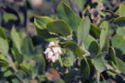 Manzanita, Hairy