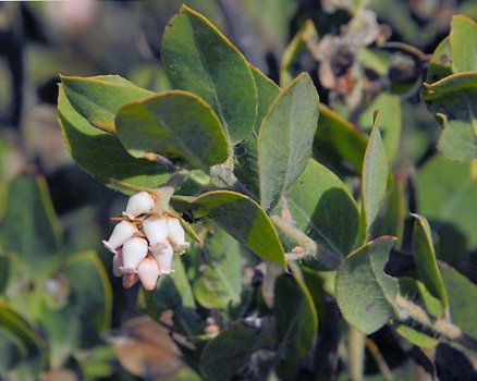 Hairy Manzanita