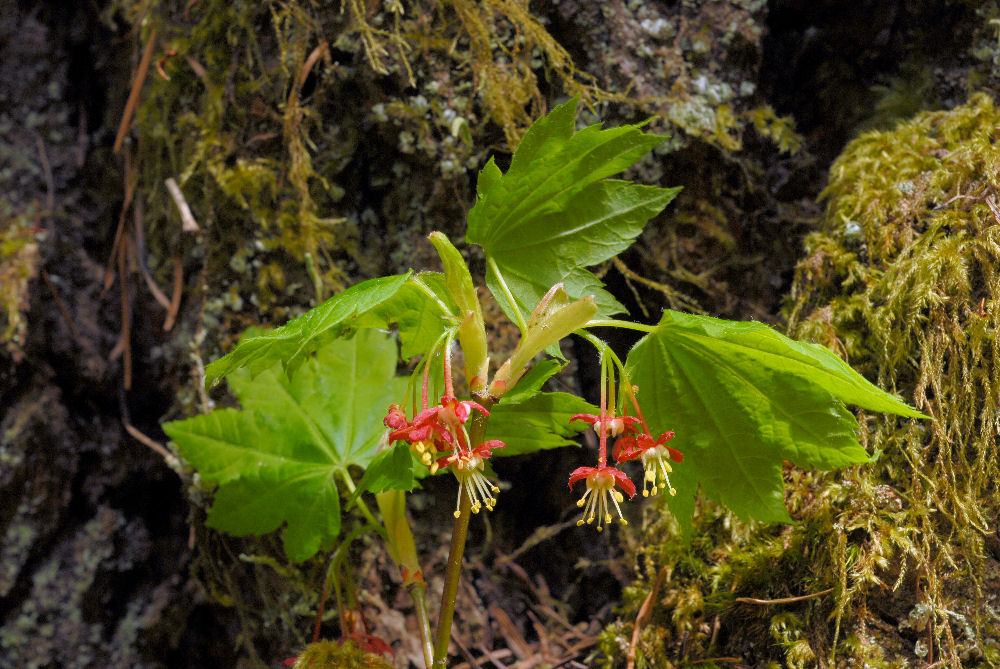 Vine Maple 