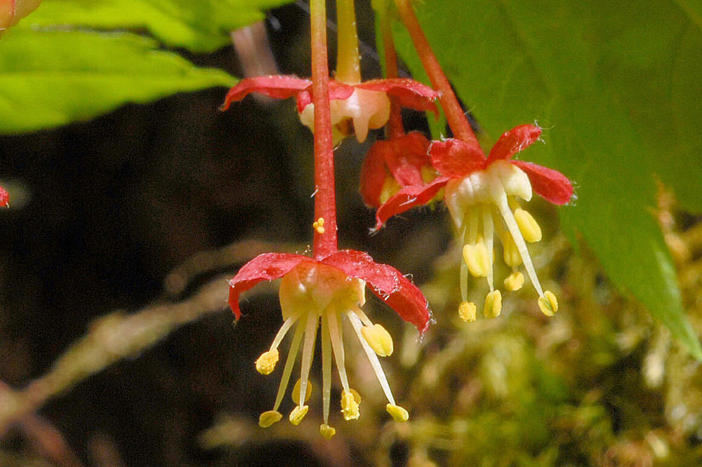 Vine Maple 