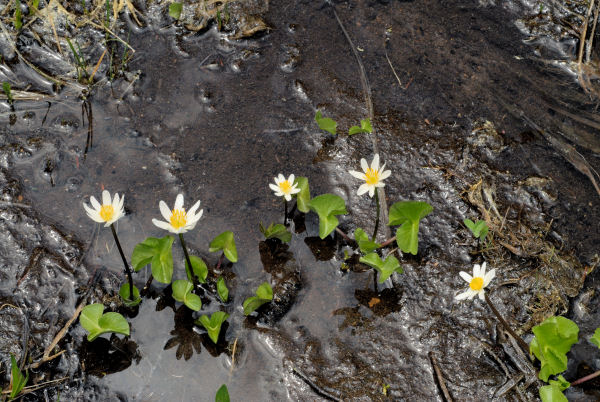 Alpine White Marsh-Marigold