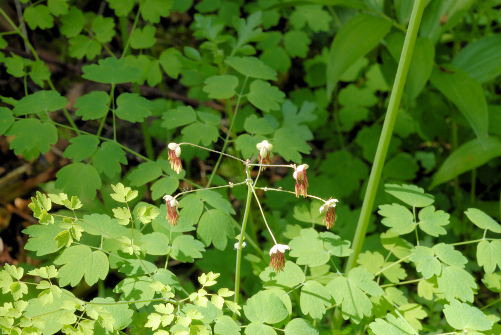 Western Meadowrue 