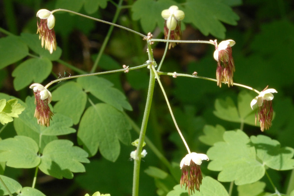 Western Meadowrue 