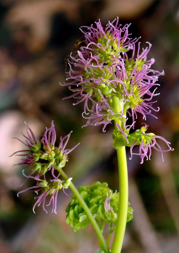 Western MeadowrueFemale Flower 