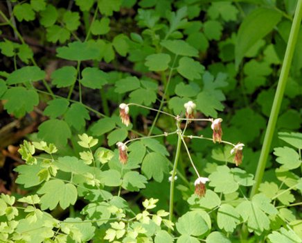 Western Meadowrue