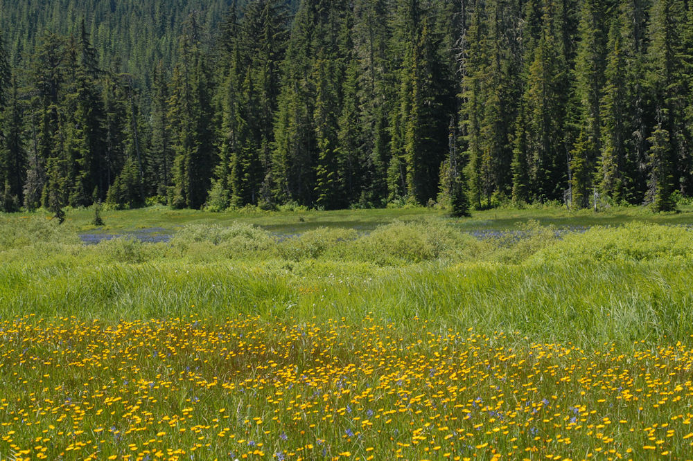 Northern Microseris 