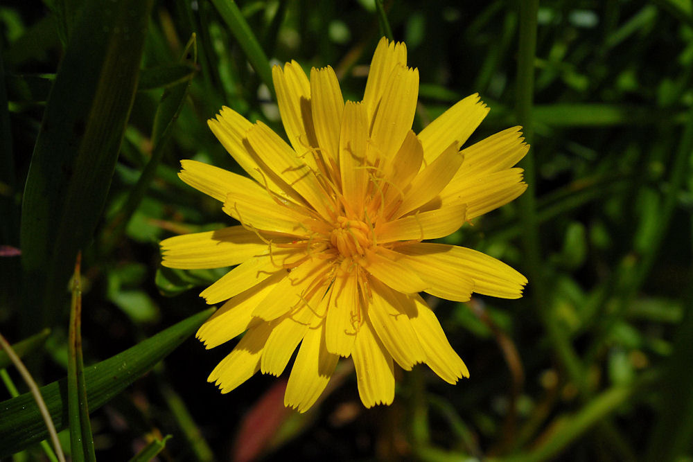 Northern Microseris 