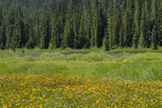 Microseris, Northern