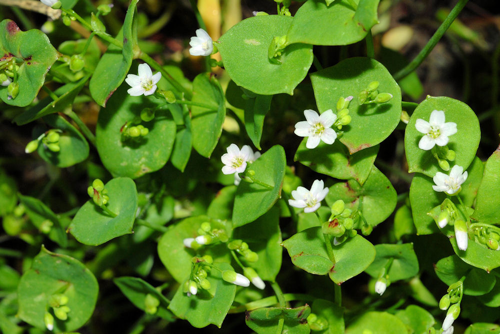 Miner's Lettuce 