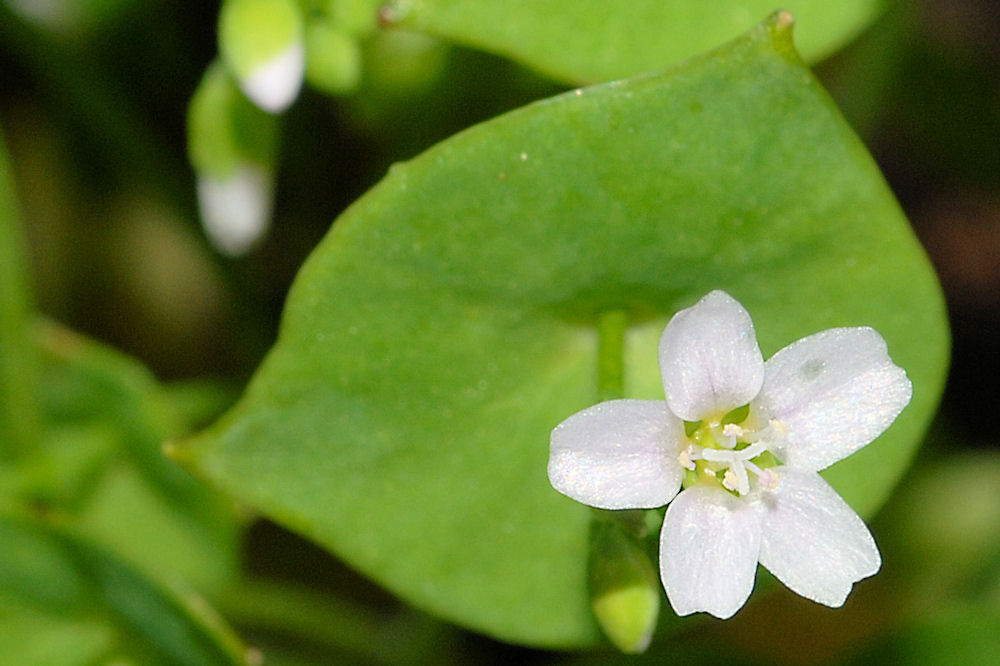 Miner's Lettuce 