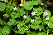 Miner's Lettuce