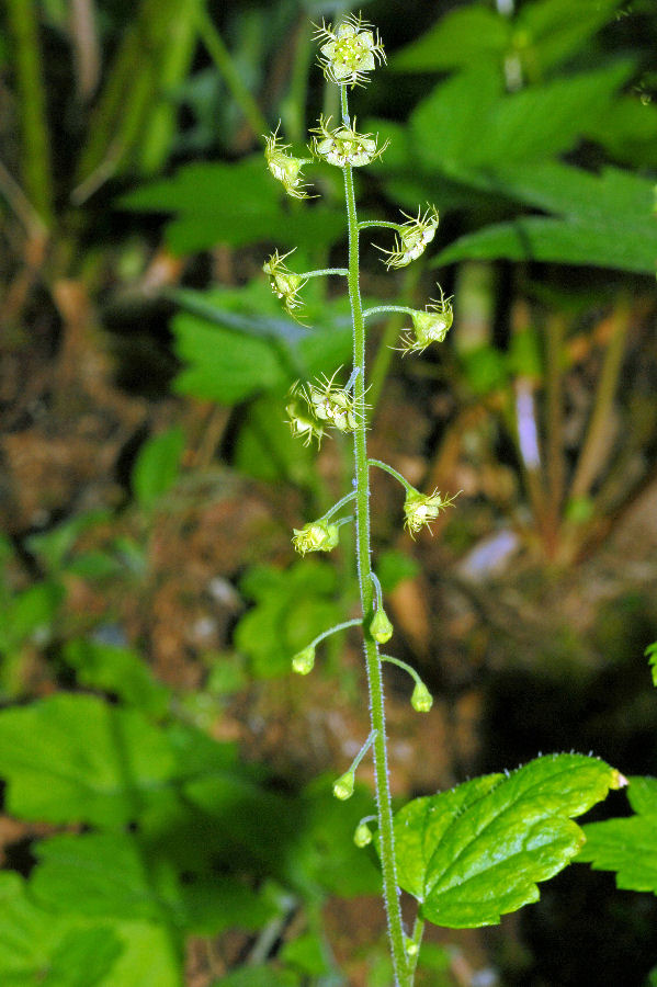 Leafy Mitrewort 